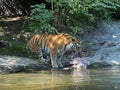 Siberian tiger `Irina` Panthera tigris altaica, Der Sibirische Tiger, Amurtiger, Ussuritiger, Tigre siberiana, dell`Amur, Tigre