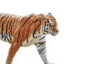 Siberian tiger isolated on white background Royalty Free Stock Photo