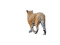 Siberian tiger isolated on white background Royalty Free Stock Photo