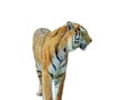 Siberian tiger isolated on white background Royalty Free Stock Photo