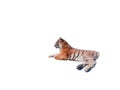 Siberian tiger isolated on white background Royalty Free Stock Photo