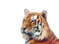 Siberian tiger isolated on white background Royalty Free Stock Photo