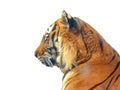 Siberian tiger isolated on white background Royalty Free Stock Photo