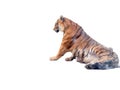 Siberian tiger isolated on white background Royalty Free Stock Photo