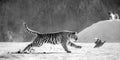 Siberian tiger in a jump catches its prey. Very dynamic shot. Black and white. China. Harbin. Mudanjiang province. Royalty Free Stock Photo