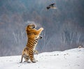 Siberian tiger in a jump catches its prey. Very dynamic shot. China Harbin. Mudanjiang province. Hengdaohezi park. Royalty Free Stock Photo