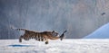 Siberian tiger in a jump catches its prey. Very dynamic shot. China Harbin. Mudanjiang province. Hengdaohezi park.
