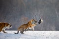 Siberian tiger in a jump catches its prey. Very dynamic shot. China Harbin. Mudanjiang province. Hengdaohezi park. Royalty Free Stock Photo