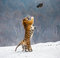 Siberian tiger in a jump catches its prey. Very dynamic shot. China Harbin. Mudanjiang province. Hengdaohezi park. Royalty Free Stock Photo