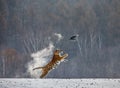 Siberian tiger in a jump catches its prey. Very dynamic shot. China Harbin. Mudanjiang province. Hengdaohezi park. Royalty Free Stock Photo