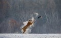 Siberian tiger in a jump catches its prey. Very dynamic shot. China Harbin. Mudanjiang province. Hengdaohezi park.