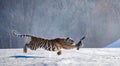 Siberian tiger in a jump catches its prey. Very dynamic shot. China Harbin. Mudanjiang province. Hengdaohezi park.