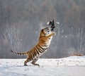 Siberian tiger in a jump catches its prey. Very dynamic shot. China Harbin. Mudanjiang province. Hengdaohezi park. Royalty Free Stock Photo