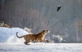 Siberian tiger in a jump catches its prey. Very dynamic shot. China Harbin. Mudanjiang province. Hengdaohezi park. Royalty Free Stock Photo