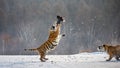 Siberian tiger in a jump catches its prey. Very dynamic shot. China Harbin. Mudanjiang province. Hengdaohezi park. Royalty Free Stock Photo