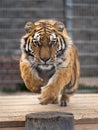 Siberian tiger is jumping and ready to attack. Siberian tiger in the zoo jumping and scaring visitors