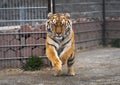 Siberian tiger is jumping and ready to attack. Siberian tiger in the zoo jumping and scaring visitors