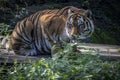 Siberian Tiger Royalty Free Stock Photo