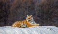 Siberian tiger lies in a snowy glade. China. Harbin. Mudanjiang province. Hengdaohezi park.