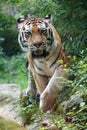 Siberian tiger looking at the camera Royalty Free Stock Photo