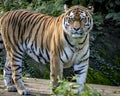 Siberian Tiger Royalty Free Stock Photo