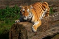 Siberian tiger lying on a fallen tree