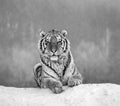 Siberian tiger lying on a snow-covered hill. Portrait against the winter forest. Black and white. China. Royalty Free Stock Photo