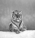 Siberian tiger lying on a snow-covered hill. Portrait against the winter forest. Black and white. China. Royalty Free Stock Photo