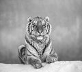 Siberian tiger lying on a snow-covered hill. Portrait against the winter forest. Black and white. China.