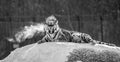 Siberian tiger lying on a snow-covered hill. Portrait against the winter forest. Black and white. China. Royalty Free Stock Photo