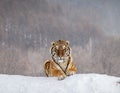 Siberian tiger lying on a snow-covered hill. Portrait against the winter forest. China. Harbin. Mudanjiang province. Royalty Free Stock Photo