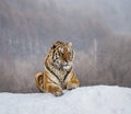 Siberian tiger lying on a snow-covered hill. Portrait against the winter forest. China. Harbin. Mudanjiang province. Royalty Free Stock Photo