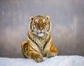 Siberian tiger lying on a snow-covered hill. Portrait against the winter forest. China. Harbin. Mudanjiang province. Royalty Free Stock Photo