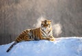 Siberian tiger lying on a snow-covered hill. Portrait against the winter forest. China. Harbin. Mudanjiang province.