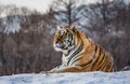 Siberian tiger lying on a snow-covered hill. Portrait against the winter forest. China. Harbin. Mudanjiang province. Royalty Free Stock Photo