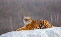 Siberian tiger lying on a snow-covered hill. Portrait against the winter forest. China. Harbin. Mudanjiang province.