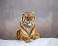 Siberian tiger lying on a snow-covered hill. Portrait against the winter forest. China. Harbin. Mudanjiang province. Royalty Free Stock Photo