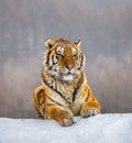 Siberian tiger lying on a snow-covered hill. Portrait against the winter forest. China. Harbin. Mudanjiang province. Royalty Free Stock Photo