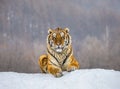 Siberian tiger lying on a snow-covered hill. Portrait against the winter forest. China. Harbin. Mudanjiang province. Royalty Free Stock Photo