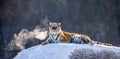 Siberian tiger lying on a snow-covered hill. Portrait against the winter forest. China. Harbin. Mudanjiang province. Royalty Free Stock Photo