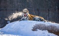 Siberian tiger lying on a snow-covered hill. Portrait against the winter forest. China. Harbin. Mudanjiang province.