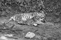 Siberian tiger mother with her cub, in black and white, lying relaxed on a meadow Royalty Free Stock Photo