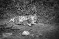 Siberian tiger mother with her cub, in black and white, lying relaxed on a meadow Royalty Free Stock Photo