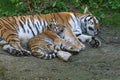 siberian tiger mother with her cub lying relaxed on a meadow. powerful predatory cat Royalty Free Stock Photo