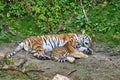 siberian tiger mother with her cub lying relaxed on a meadow. powerful predatory cat Royalty Free Stock Photo