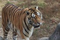 Siberian tigerÃ¯Â¼ËPanthera tigris ssp.altaicaÃ¯Â¼â°