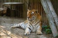 The Siberian tiger Panthera tigris tigris, also Amur tiger Panthera tigris altaica portrait on a dark background. Beautiful ma Royalty Free Stock Photo