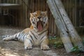 The Siberian tiger Panthera tigris tigris, also Amur tiger Panthera tigris altaica portrait on a dark background. Beautiful ma Royalty Free Stock Photo