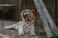 The Siberian tiger Panthera tigris tigris, also Amur tiger Panthera tigris altaica portrait on a dark background. Beautiful ma Royalty Free Stock Photo