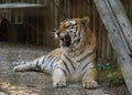 The Siberian tiger Panthera tigris tigris, also Amur tiger Panthera tigris altaica portrait on a dark background. Beautiful ma Royalty Free Stock Photo